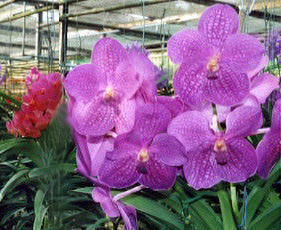 Orchids-ChiangMai