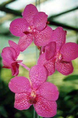 Orchids3-ChiangMai