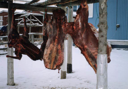 Caribou-Meat