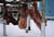 Caribou-Meat