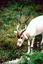 Addax