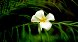 Hawaian-Flower