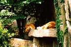Lions