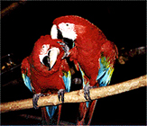 McCaw-Birds