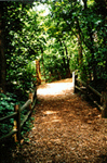 Woodland-Path