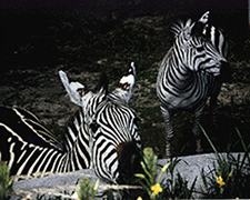Zebras