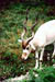 Addax