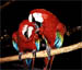 McCaw-Birds