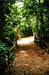 Woodland-Path