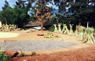 dryingfood
