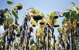 sunflowers
