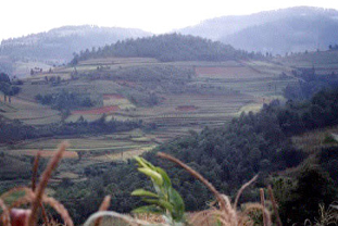 terraces