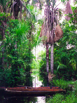 jungle