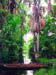 jungle