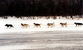 dogs-up-river2