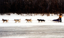 dogs-up-river3