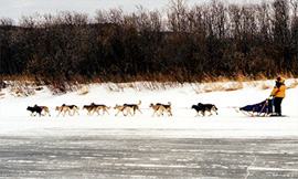 musher