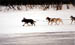 dogs-up-river