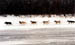 dogs-up-river2