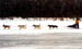 dogs-up-river3