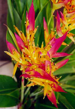 flowers1