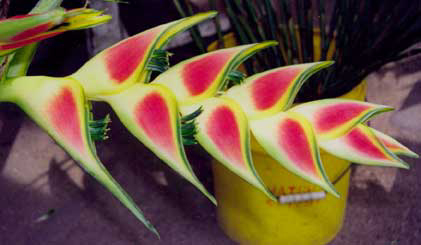 flowers2