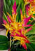 flowers1